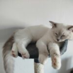 Elevage ragdoll