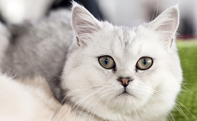 scottish fold