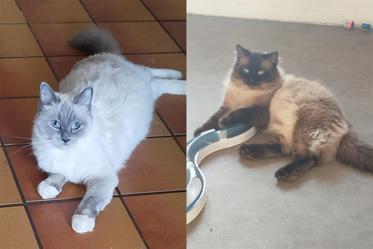 portée chaton ragdoll