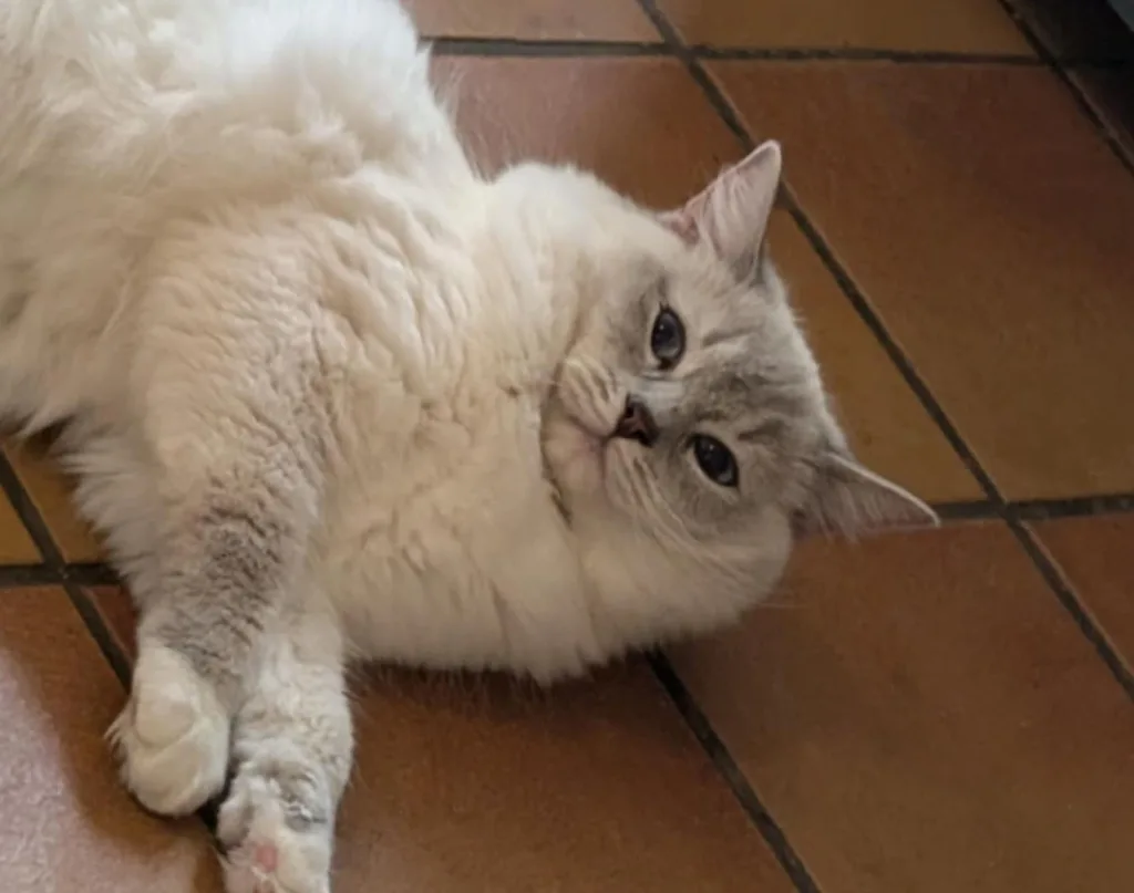 femelle ragdoll blue tabby point