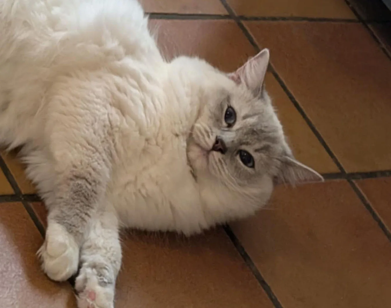 elevage ragdoll
