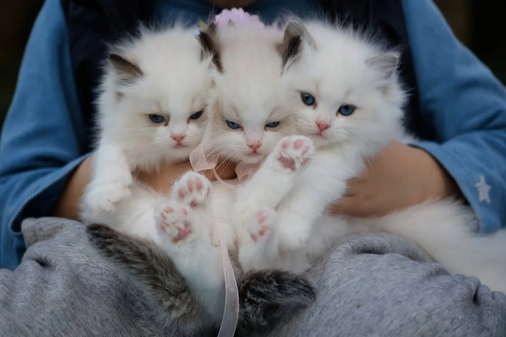 elevage ragdoll en Mayenne, Ile de france