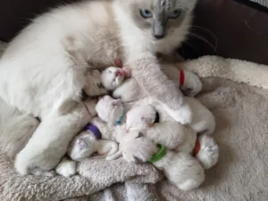 chat ragdoll blanc