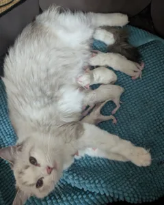 Chaton ragdoll mayenne
