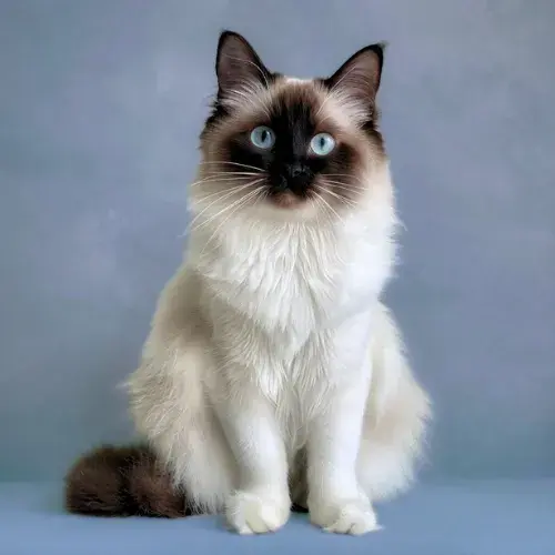 ceci est un sacre de birmanie voici ce que vous devez savoir par rapport au ragdoll